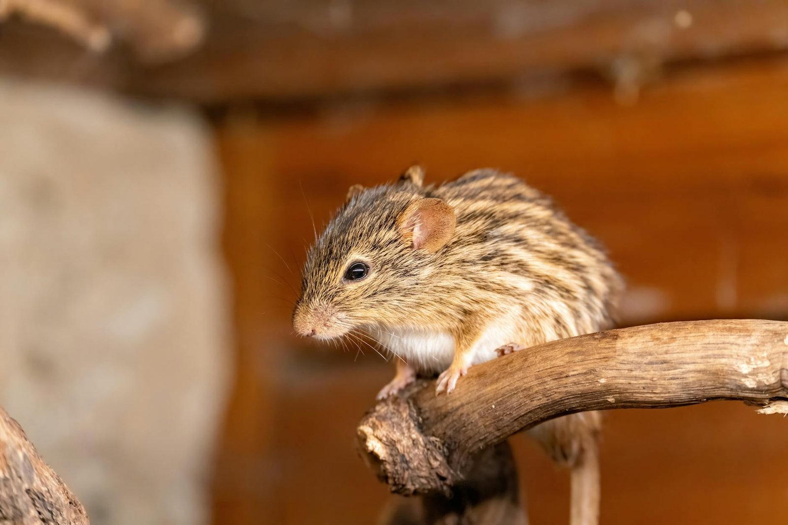 Close-up of a mouse near baseboard inside an Ottawa home.