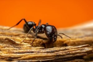 Ant control service