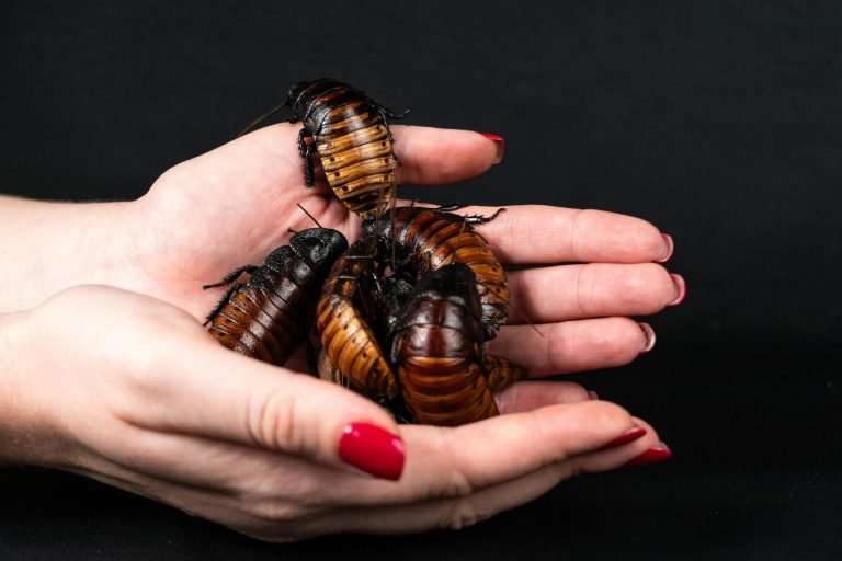 Cockroach extermination service