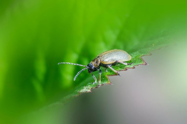 General pest removal service