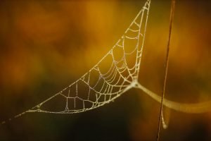 Spider control service