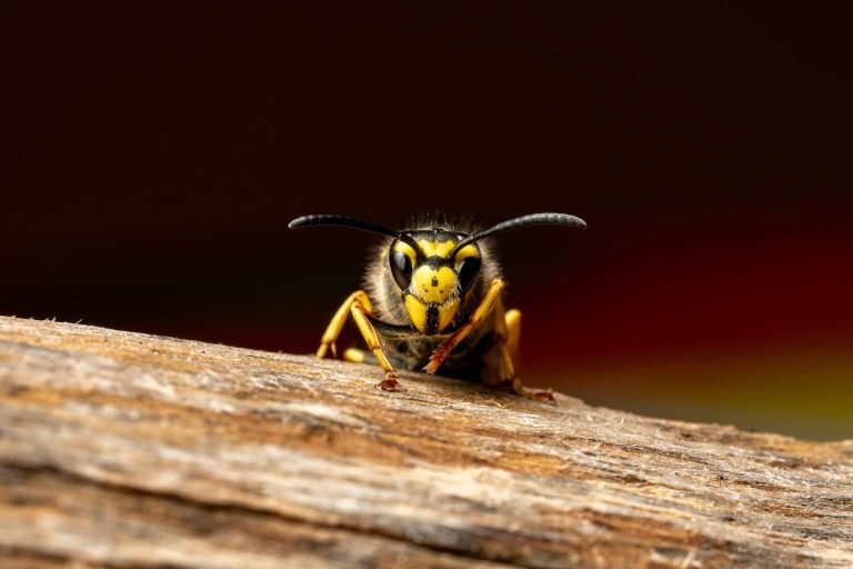 Wasp nest removal service